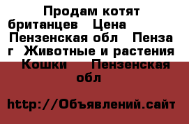 Продам котят британцев › Цена ­ 2 000 - Пензенская обл., Пенза г. Животные и растения » Кошки   . Пензенская обл.